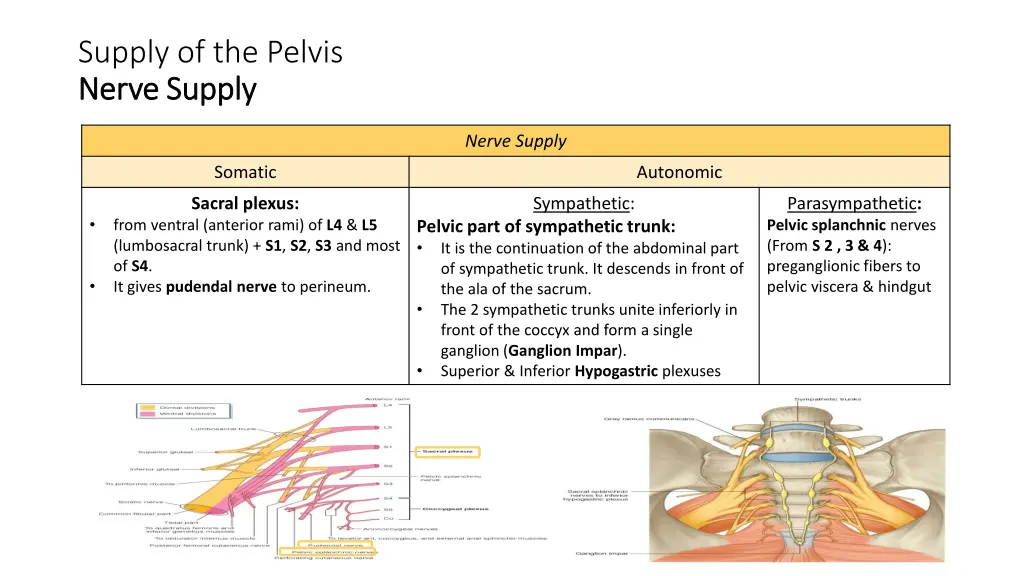 supply of the pelvis nerve supply nerve supply