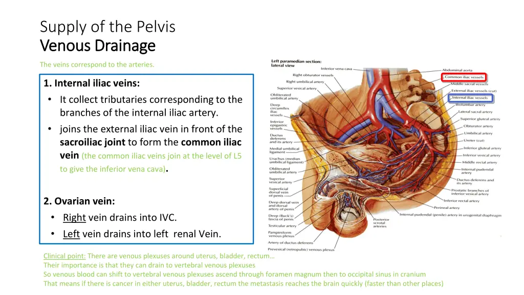 supply of the pelvis venous drainage venous