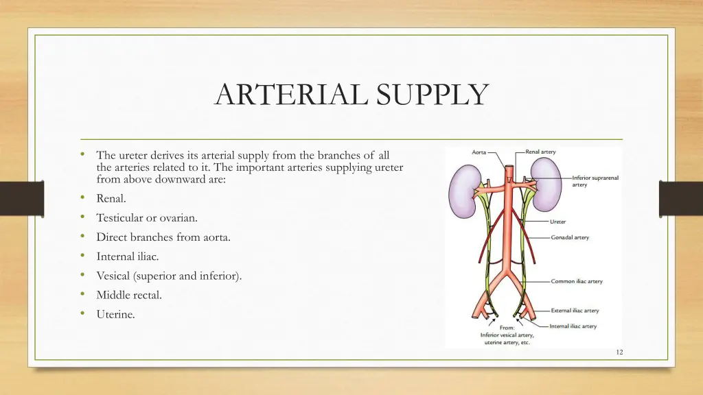 arterial supply