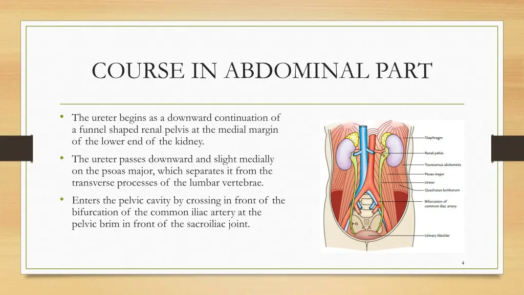 course in abdominal part