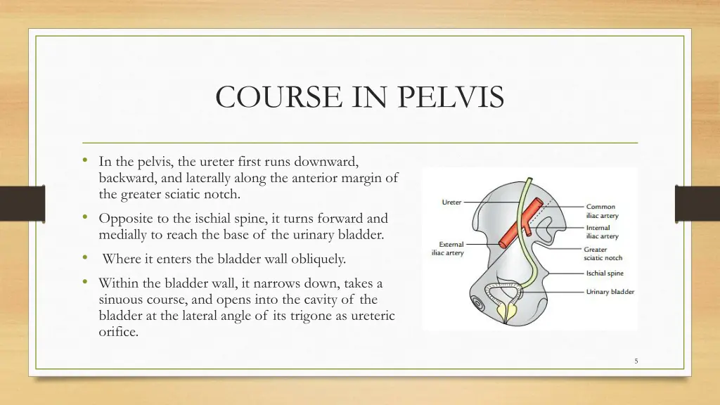 course in pelvis