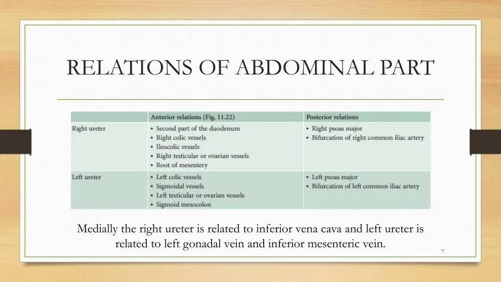 relations of abdominal part