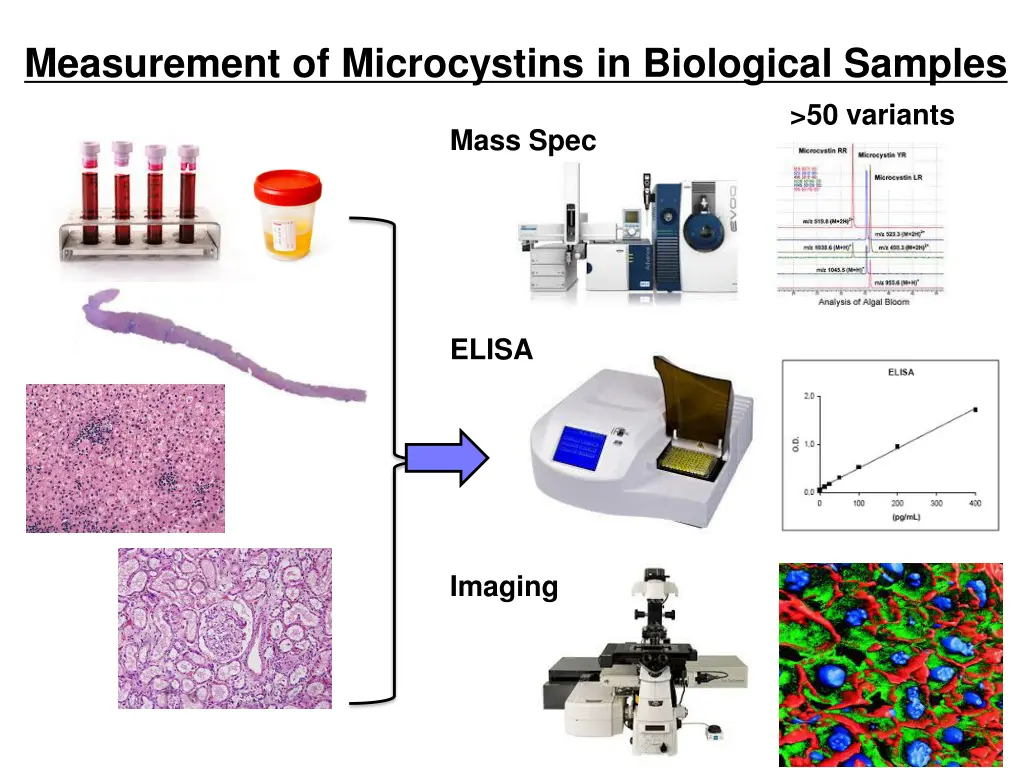 measurement of microcystins in biological samples