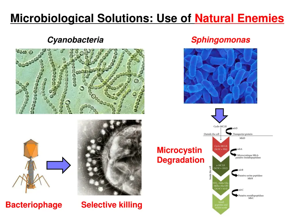 microbiological solutions use of natural enemies