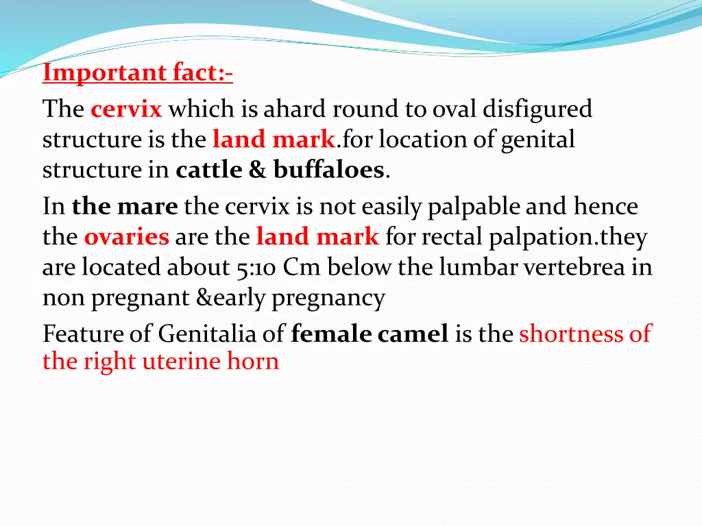 important fact the cervix which is ahard round