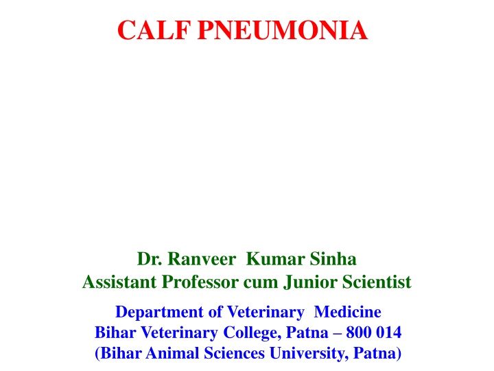 calf pneumonia