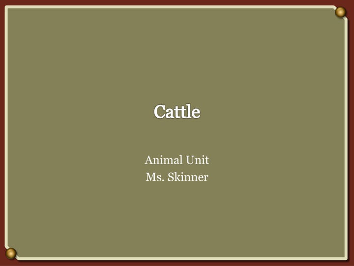 cattle