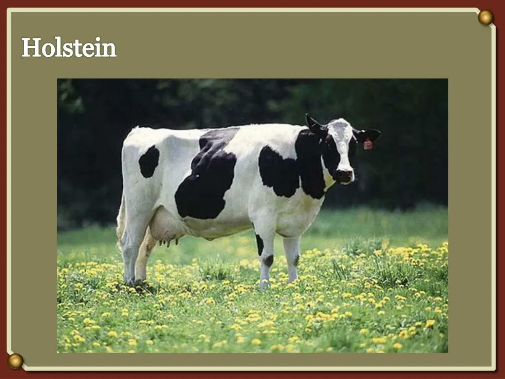 holstein