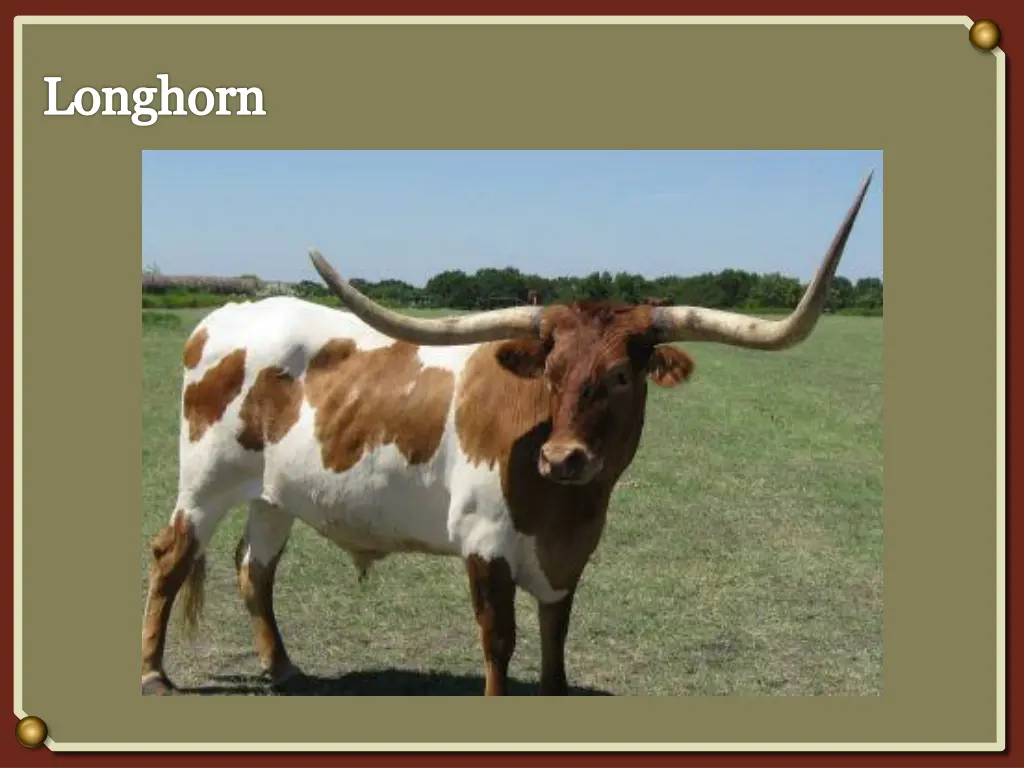 longhorn