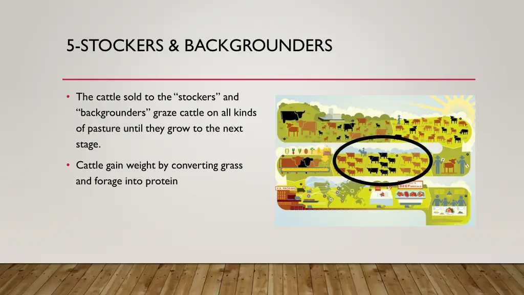 5 stockers backgrounders