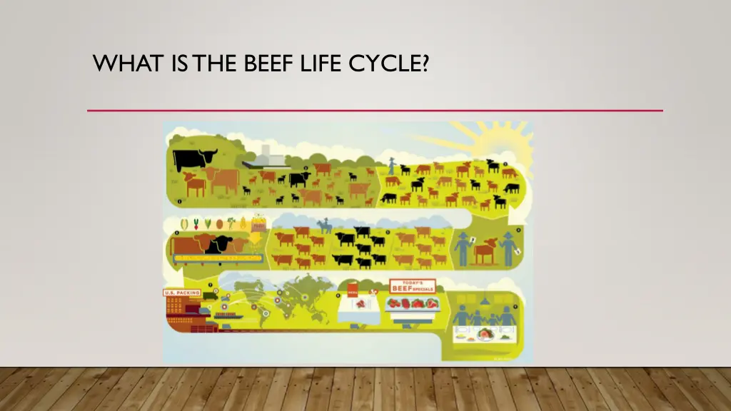 what is the beef life cycle