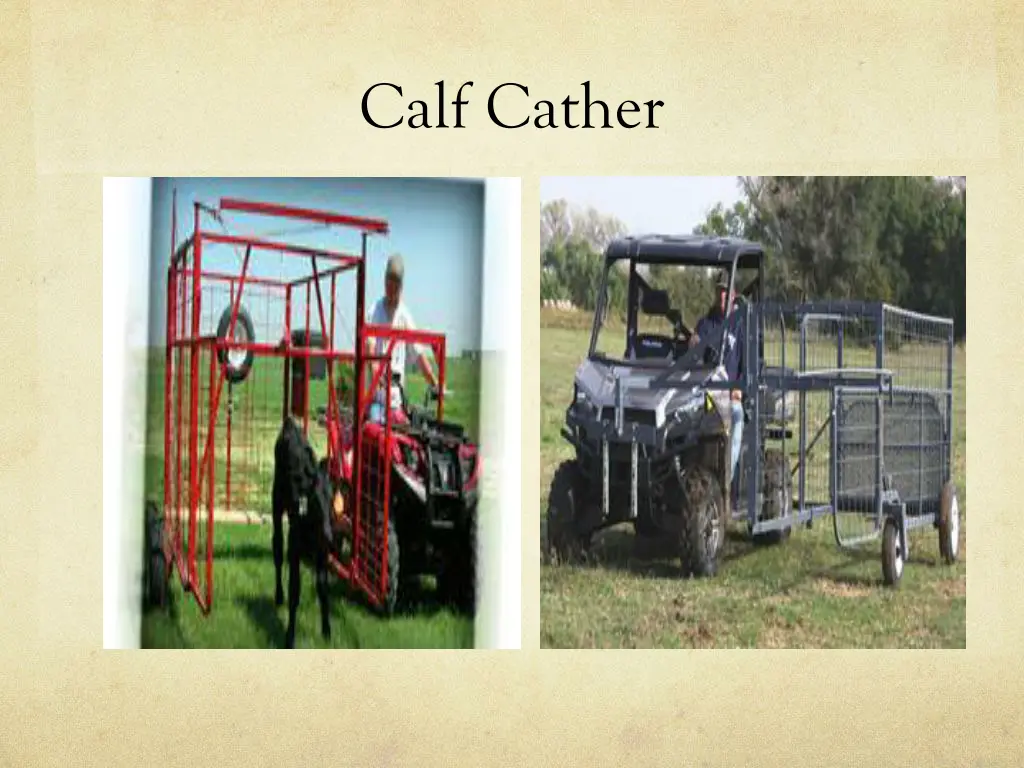 calf cather