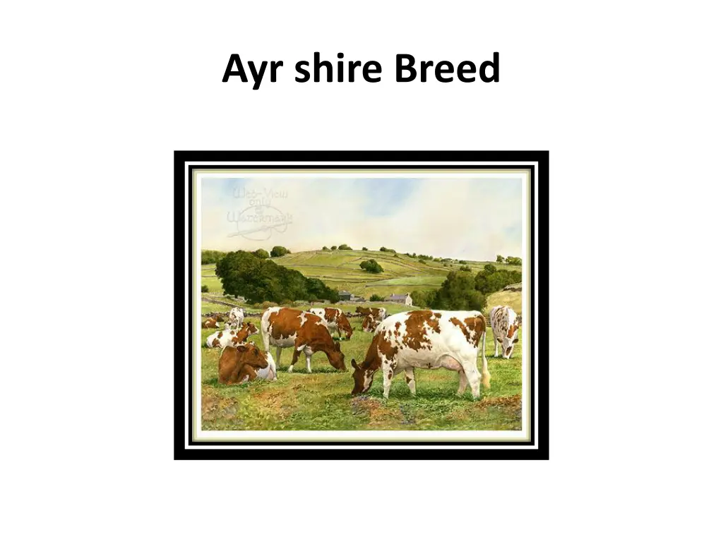 ayr shire breed 1