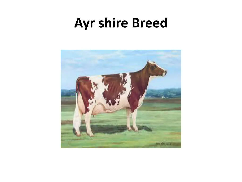 ayr shire breed