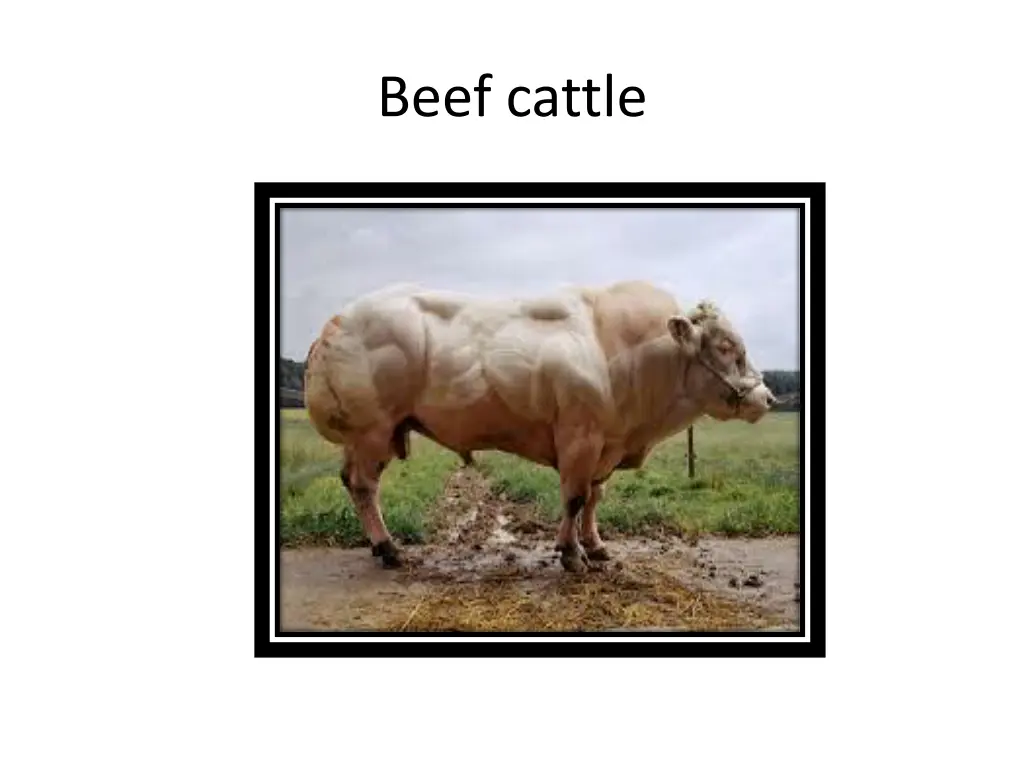 beef cattle