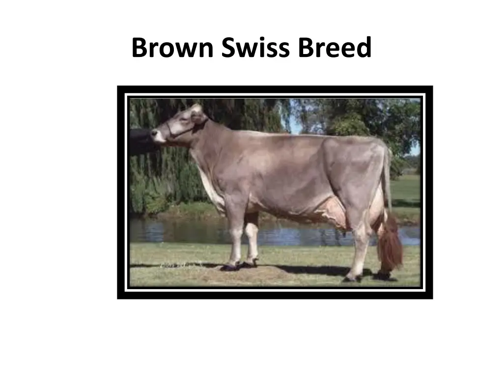 brown swiss breed 1