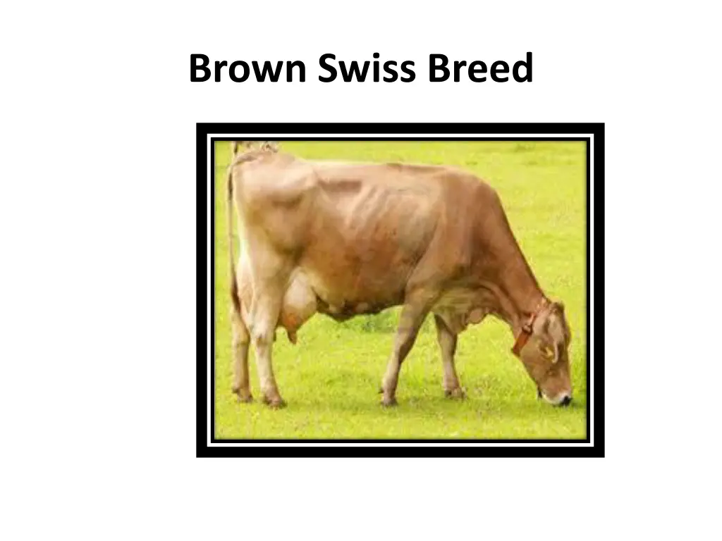 brown swiss breed