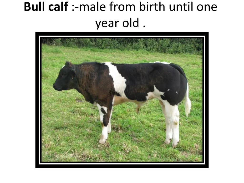 bull calf male from birth until one year old 1