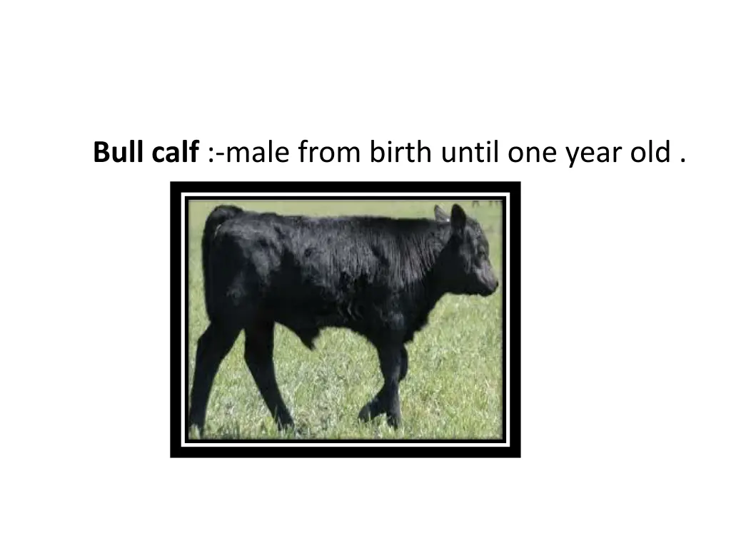 bull calf male from birth until one year old