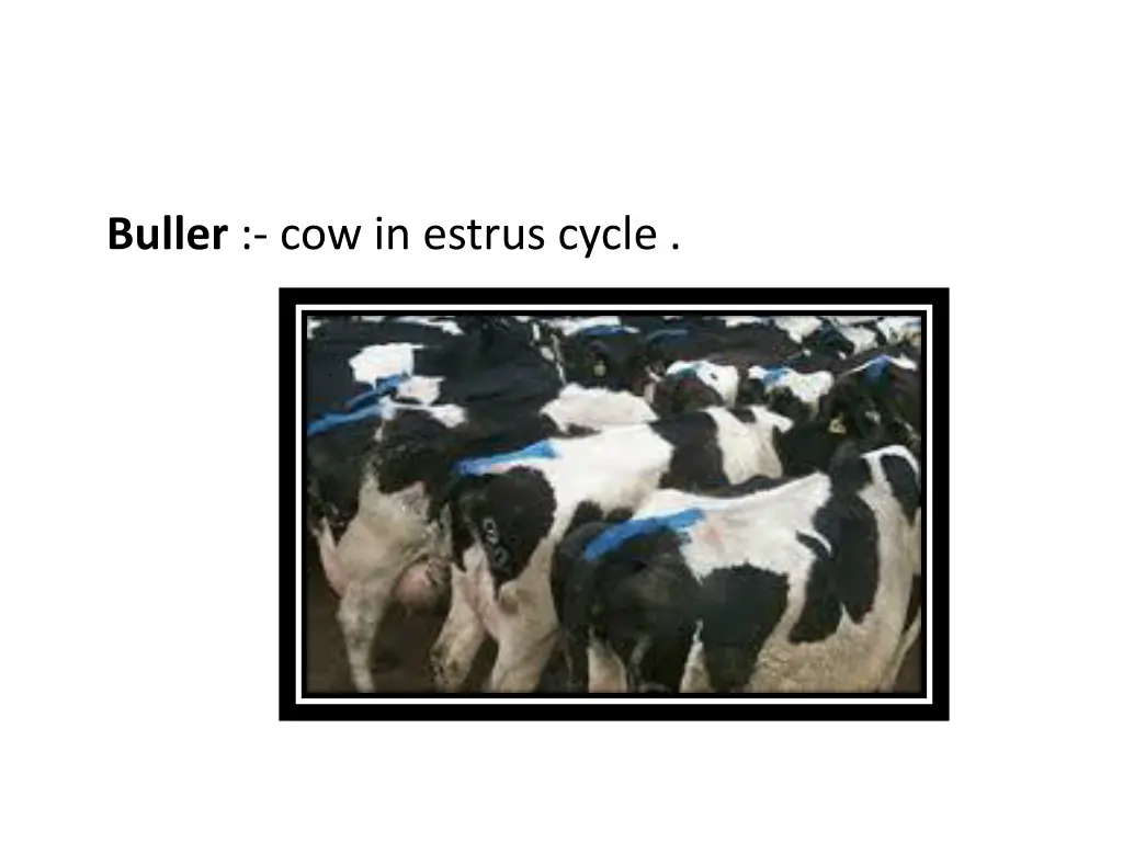 buller cow in estrus cycle