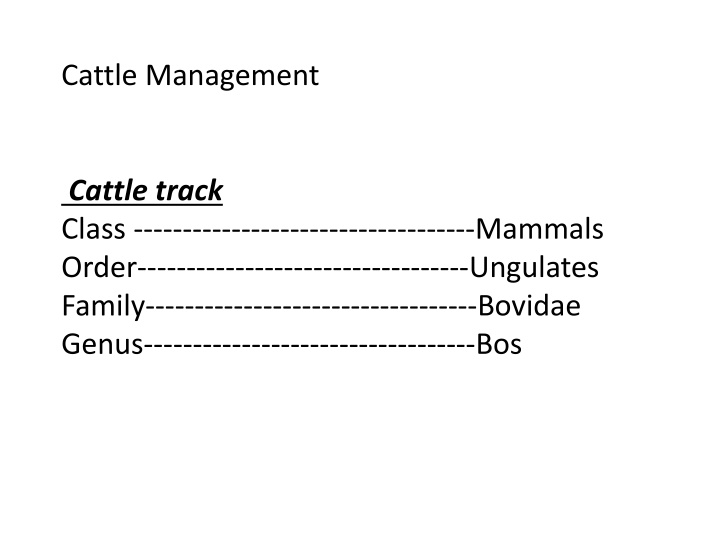 cattle management