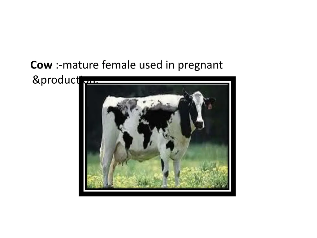 cow mature female used in pregnant production