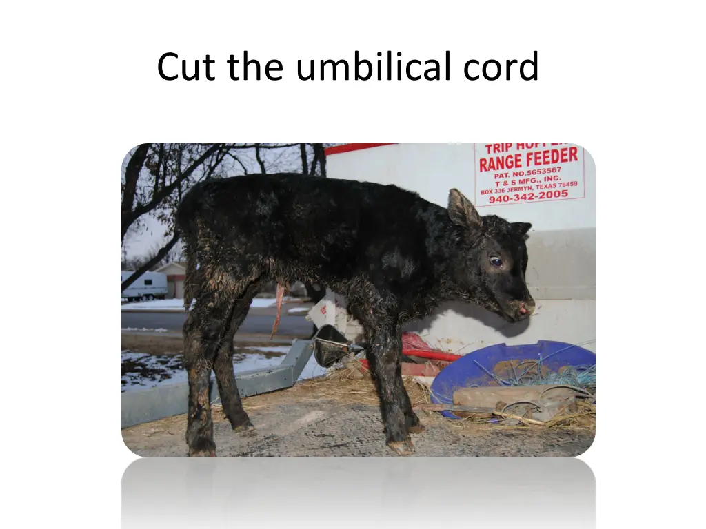 cut the umbilical cord