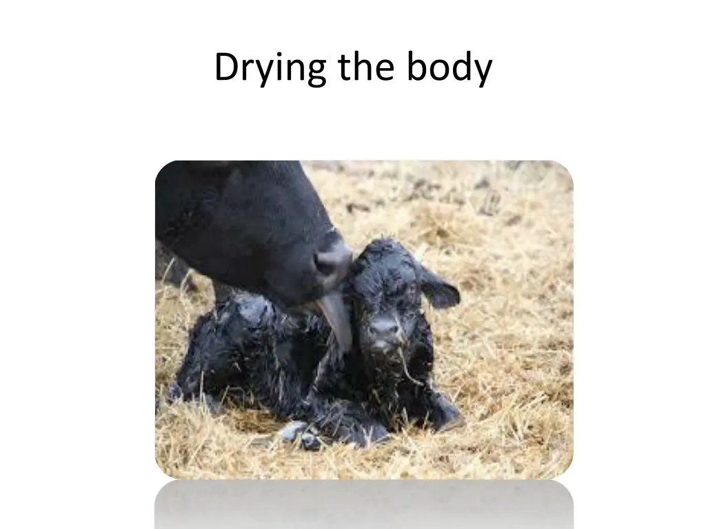 drying the body