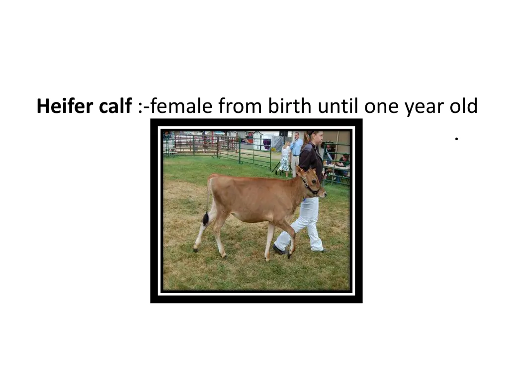 heifer calf female from birth until one year old