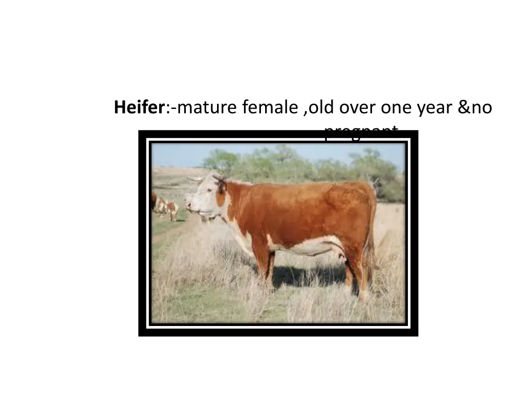 heifer mature female old over one year no