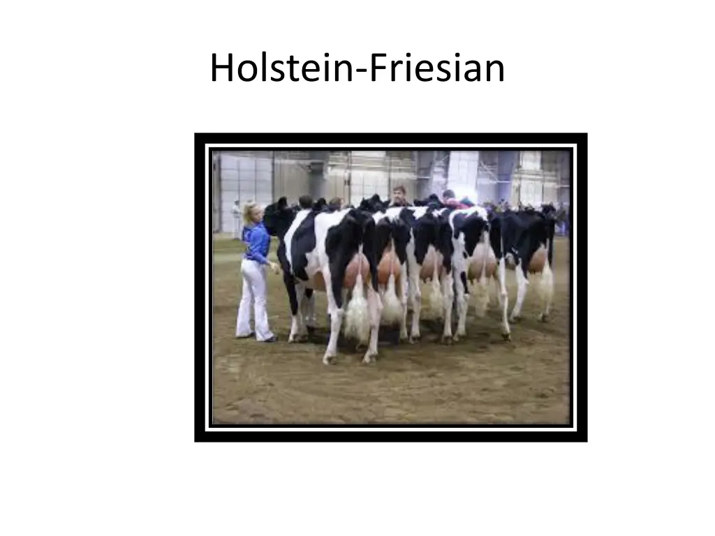 holstein friesian 1