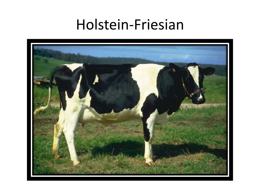 holstein friesian