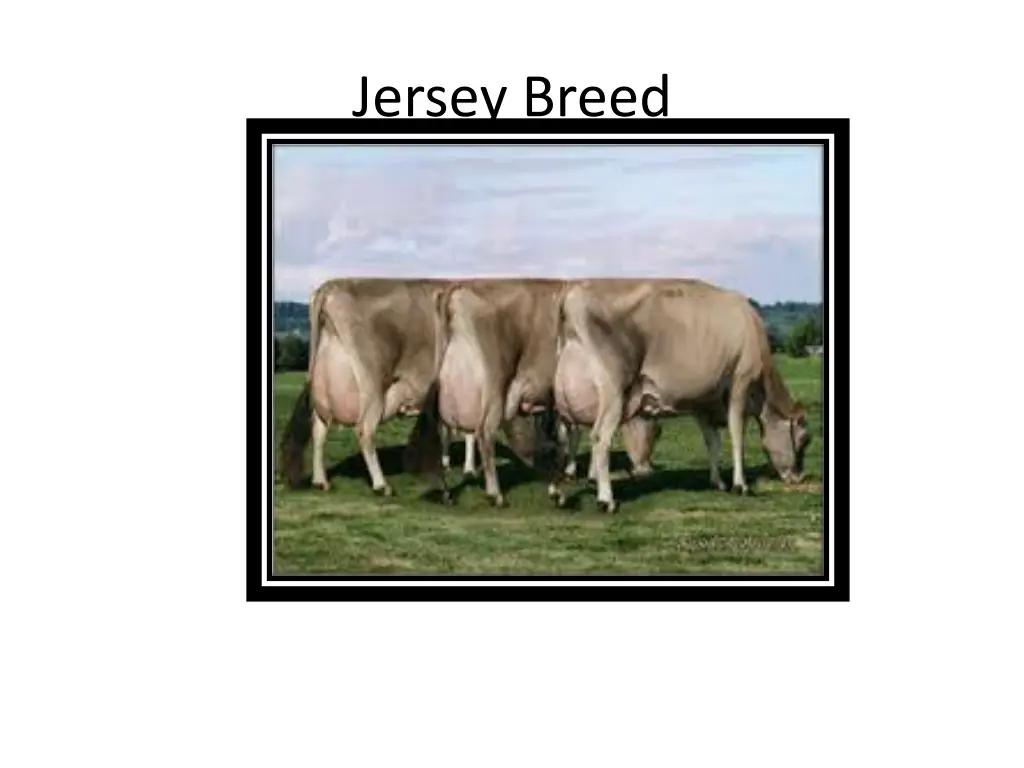 jersey breed 1