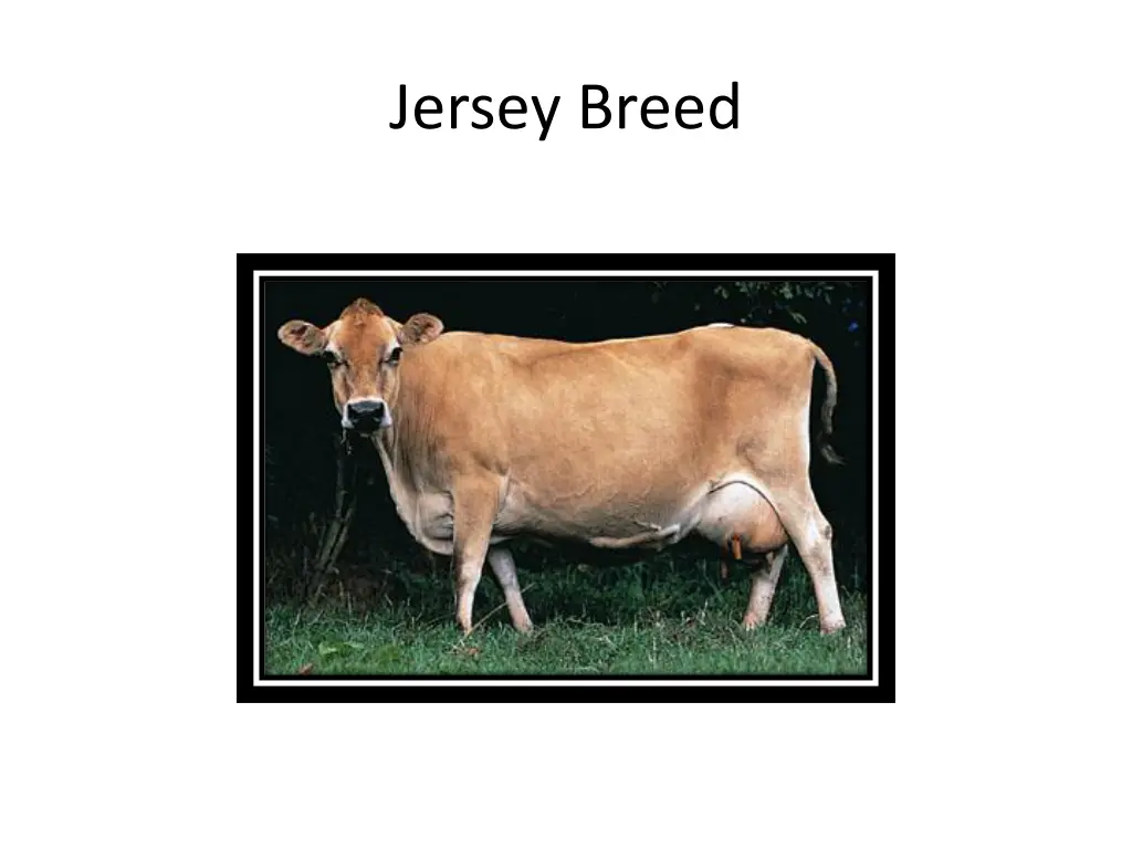 jersey breed