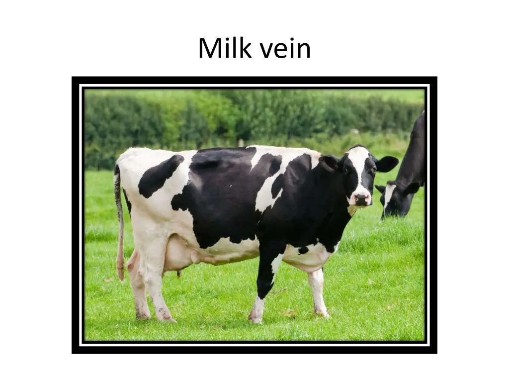 milk vein