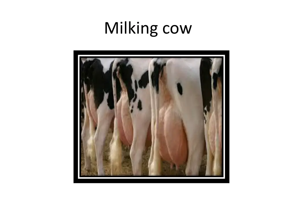 milking cow