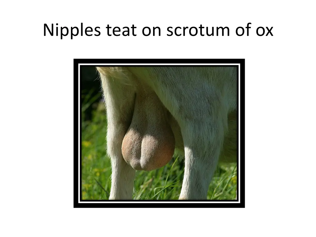 nipples teat on scrotum of ox