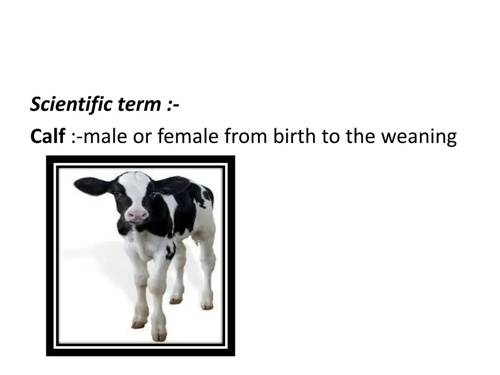 scientific term calf male or female from birth