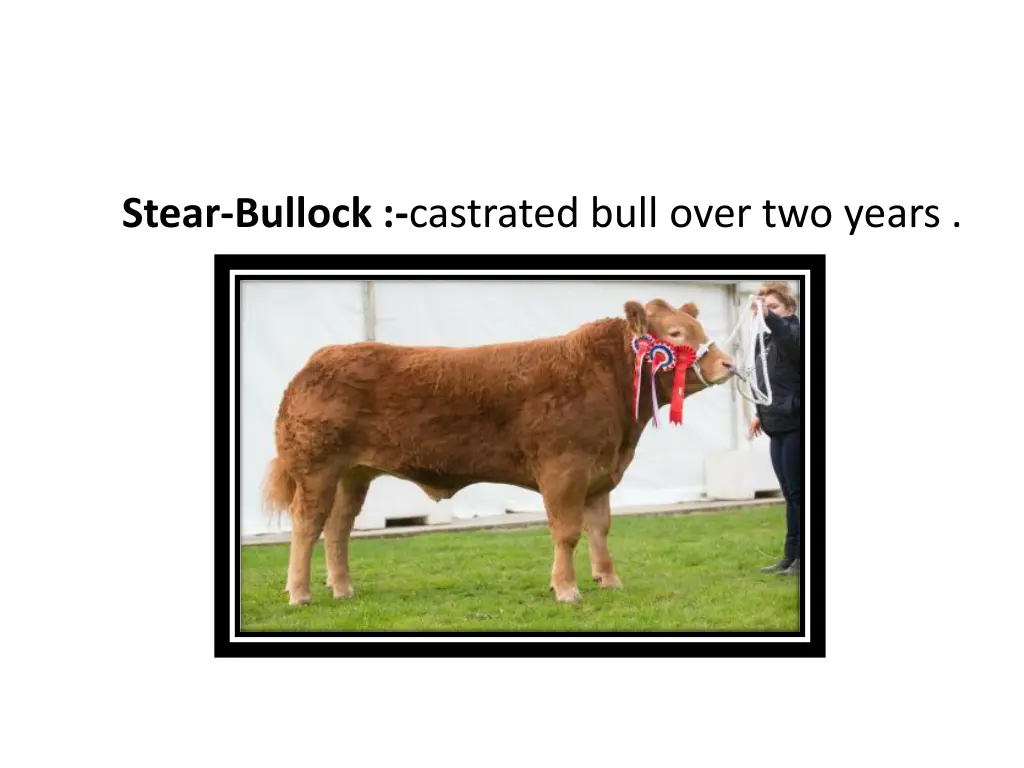 stear bullock castrated bull over two years