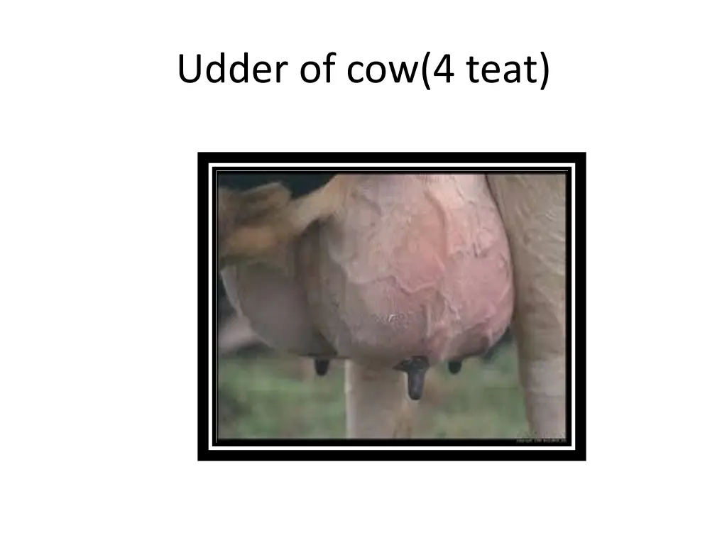 udder of cow 4 teat 1