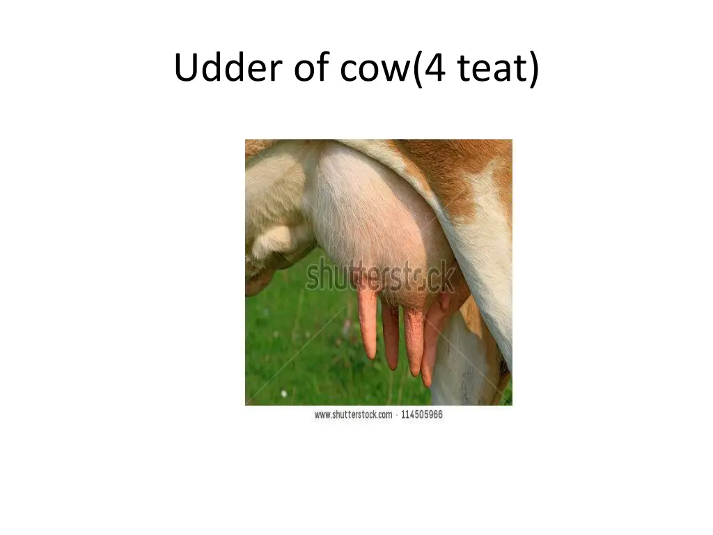 udder of cow 4 teat