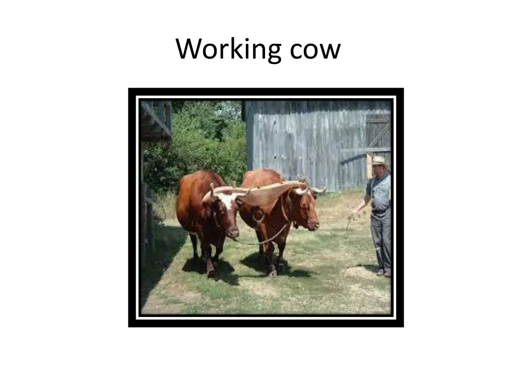 working cow