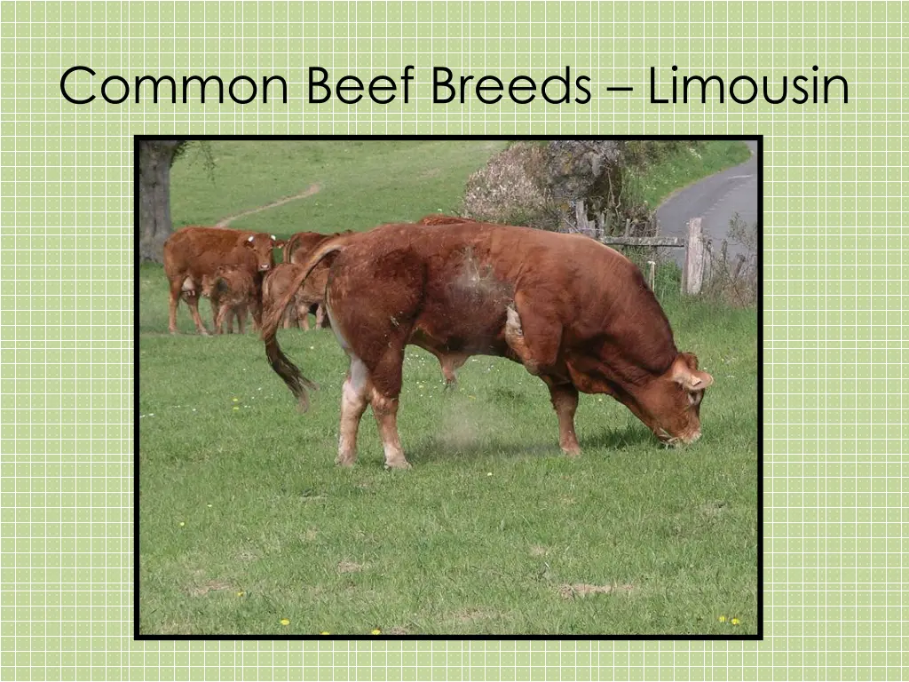 common beef breeds limousin 1