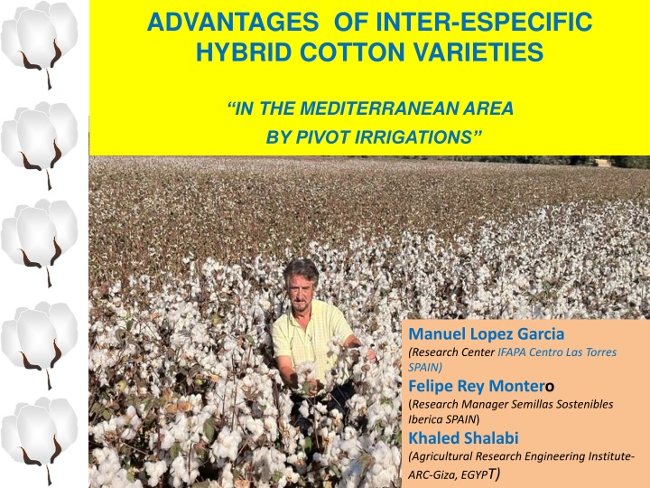 advantages of inter especific hybrid cotton