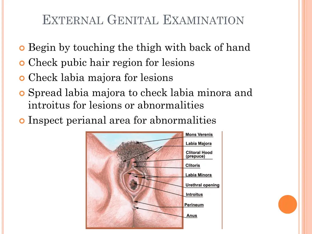 e xternal g enital e xamination