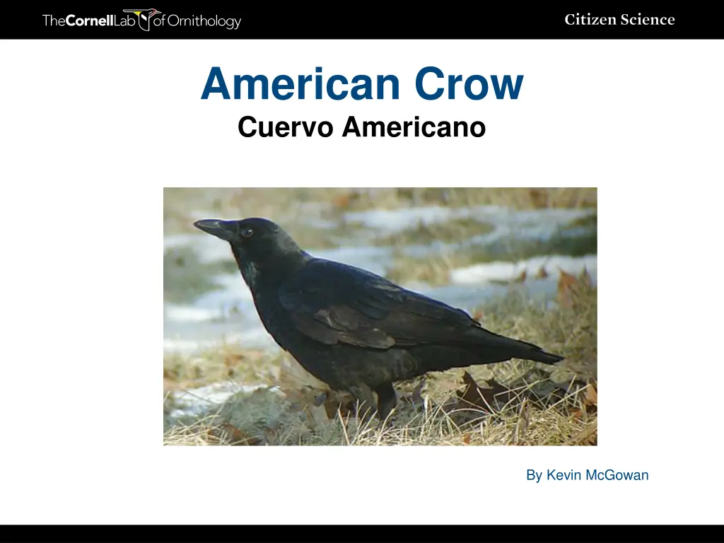 american crow cuervo americano