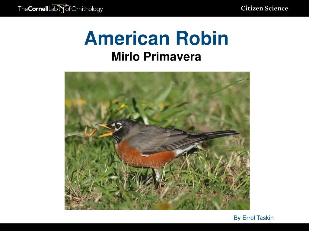 american robin mirlo primavera