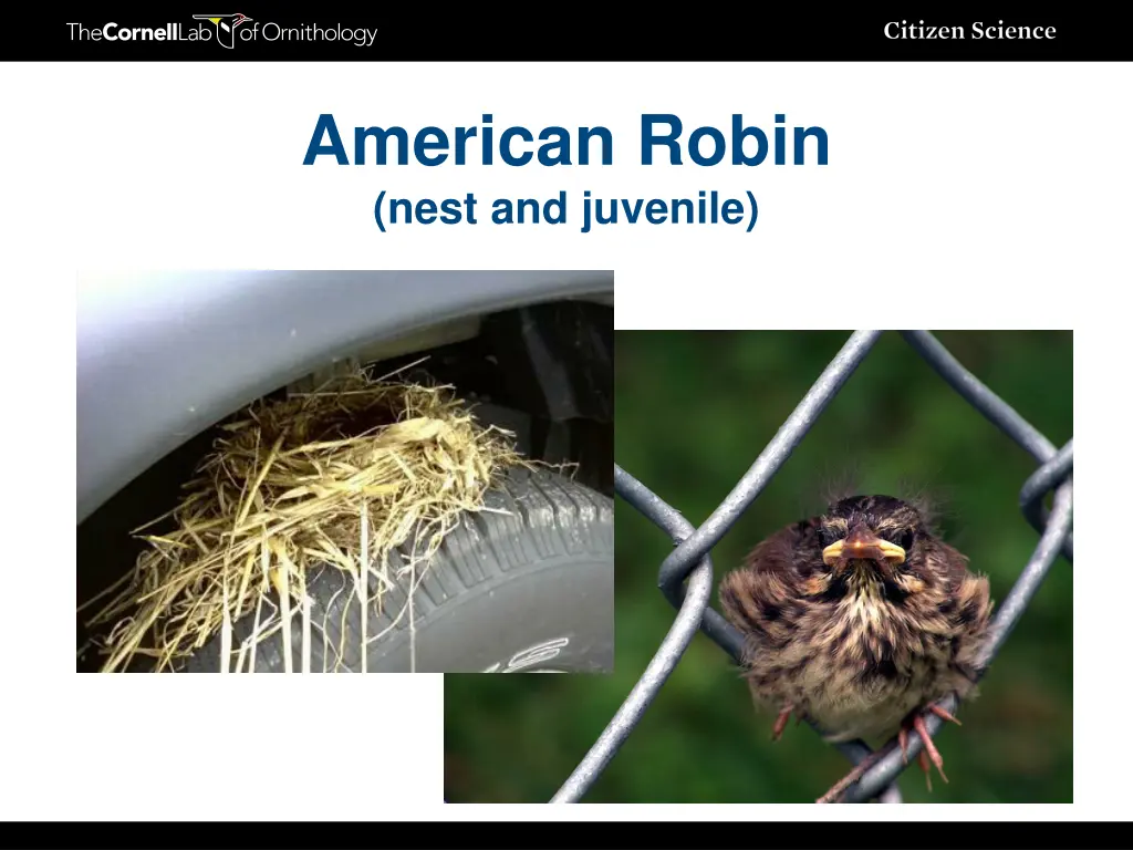 american robin nest and juvenile