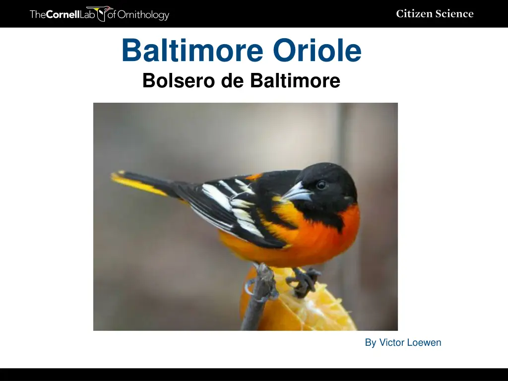 baltimore oriole bolsero de baltimore