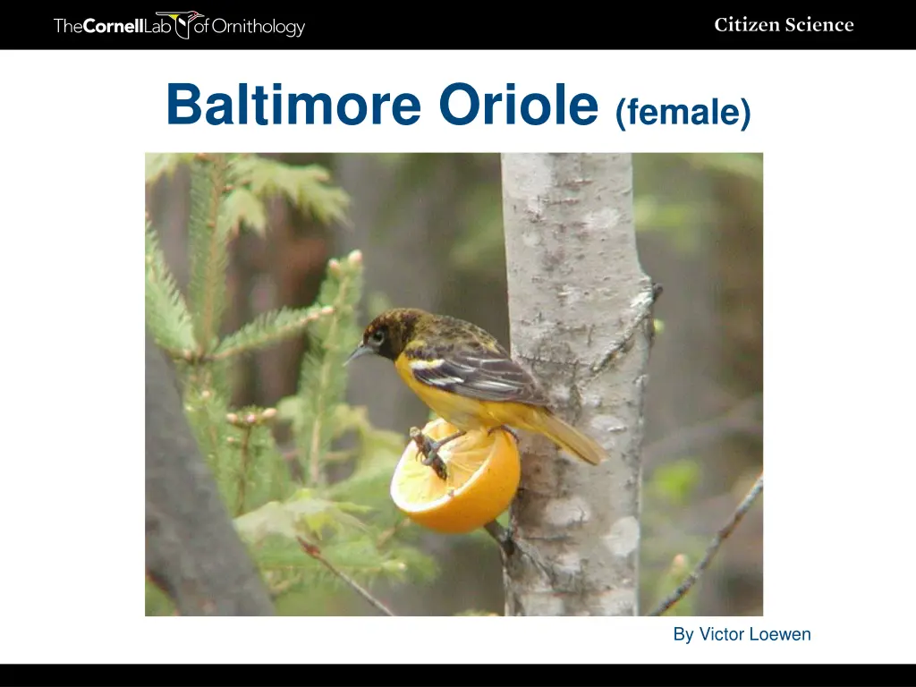 baltimore oriole female